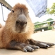   Kapybara