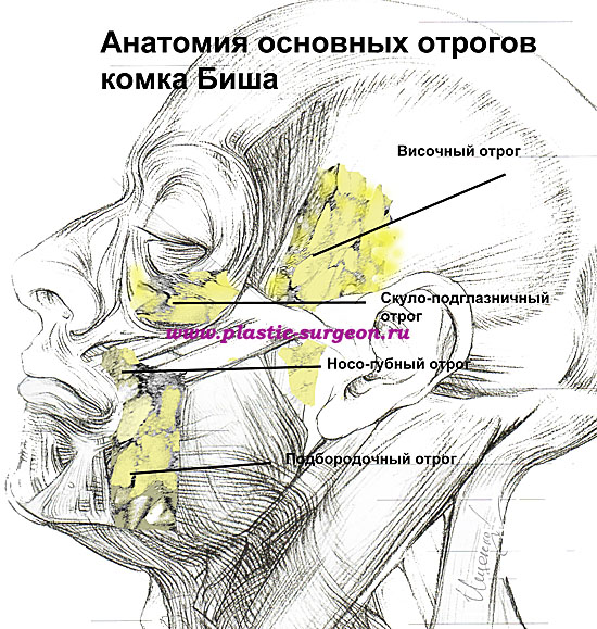 Подтяжка брылей на лице