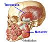 modiolus-of-face-and-mouth.jpg